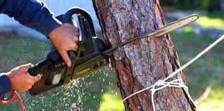 Professional Tree Care in Rollingwood, TX