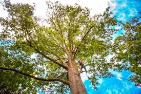 How Our Tree Care Process Works  in  Rollingwood, TX