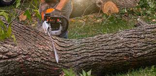 Best Arborist Consultation Services  in Rollingwood, TX