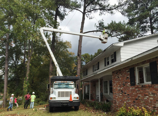 Best Emergency Tree Removal  in Rollingwood, TX