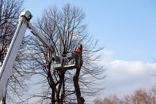 Best Tree Maintenance Programs  in Rollingwood, TX