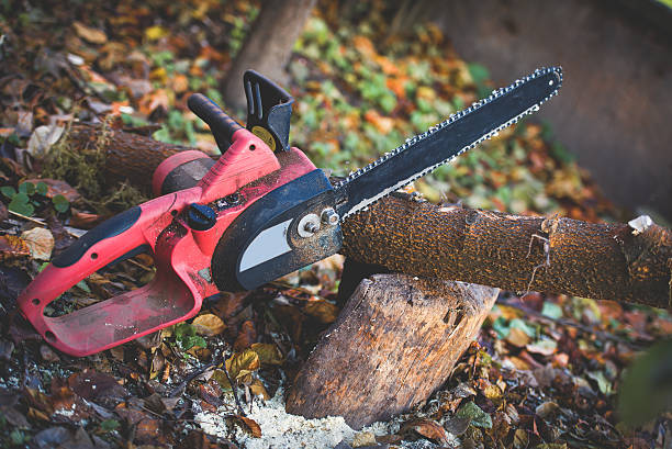 Best Firewood Processing and Delivery  in Rollingwood, TX